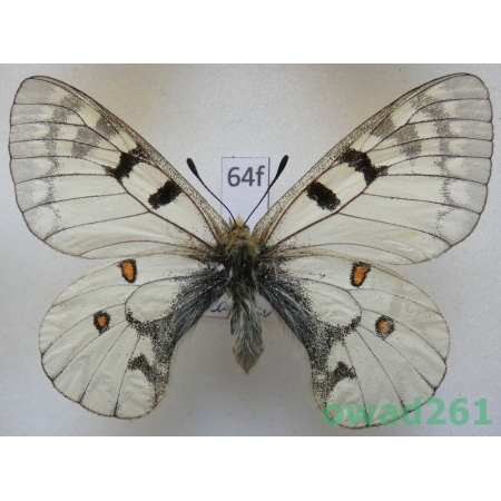 Parnassius clarius subsp. clarus Bryk, 1932 male Russia64f